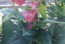 红掌花为什么会变黄（水培红掌花叶片发黄的原因及解决方法）