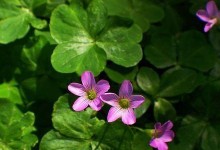 四叶草的花语与开花之谜（探秘四叶草的神秘花语与花期）