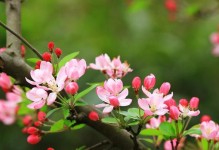 让家里盛开海棠花，营造优美生活环境（海棠花种植指南，轻松打造家居美景）