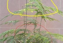 黄花槐修剪全攻略（如何正确地修剪黄花槐，让它更美丽健康？）