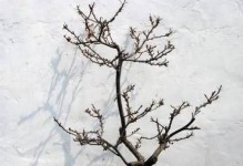 三角梅摘心技巧详解（时间、方法、步骤图解，轻松掌握花卉养护的诀窍）