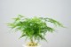 文竹养护指南（如何正确养护文竹）