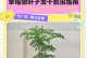 冬天幸福树叶子枯萎如何补救（幸福树叶子干枯怎么办？干燥空气、低温与寒风的克星）