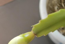 蟹爪兰叶子越长越小的原因及解决方法（探究蟹爪兰叶子变小的背后原因，为你提供解决方法）