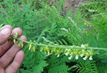 黄芪的形态与特征（探寻黄芪植物的外貌、分布、特性及用途）