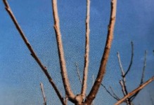 如何科学剪枝圣女果（从选择时间到操作要点，掌握圣女果剪枝技巧）