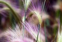 粉黛草——一种神奇的植物（了解粉黛草的特点、功效和栽培技巧）