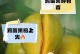 如何种植蛋黄果种子（从选择种子到收获果实，详细指南来了！）