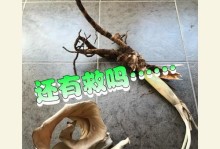鹤望兰烂根处理方法详解（有效救治，重获生机）