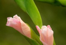 唐菖蒲的开花时间和次数（探究唐菖蒲的生长规律）