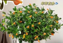 室内养吊兰花的完美指南（吊兰花在家中的生长、照顾及装饰）