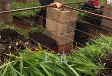 白及种子的种植方法（详细介绍白及的种植步骤和注意事项）