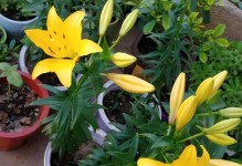 百合花的成熟过程（探究百合花的成长和变化，让我们更好地欣赏这种美丽植物）