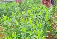 水培百合花的养护秘籍（百合花的养殖技巧与注意事项）