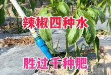辣椒需要每天浇水吗？（浇水频率对辣椒生长的影响）