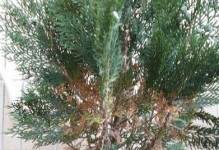 家庭园艺（教你如何在家里种植健康的柏树）