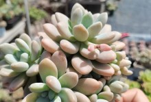 如何养殖健康状态的洛神多肉（从水分、光照、土壤到修剪，一步步教你养殖美丽的洛神多肉）
