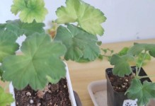 天竺葵叶片发黄原因及处理方法（保护您的天竺葵，让它恢复繁茂）
