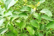 探究巴豆种子的世界（解读巴豆种子的奥秘，了解其文化价值和医药作用）