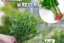 如何让你的水培竹子茁壮成长（如何让你的水培竹子茁壮成长）