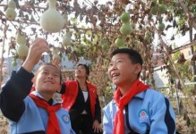 葫芦采摘时间及注意事项（夏秋之交，如何选择最佳采摘时间？）