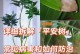桂花叶子尖发黑枯萎的原因及应对方法（桂花叶子尖为何变黑枯萎？如何解决这一问题？）