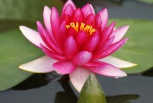 睡莲花语深意（探究睡莲的15种花语）