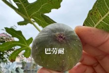 无花果品种选择：如何挑选最适合自己的无花果？