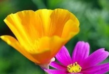 常春藤的浇水时间与方法（如何科学浇水让常春藤茁壮成长）