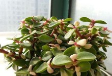 金枝玉叶夏季养护指南（如何让你的金枝玉叶茁壮成长？）