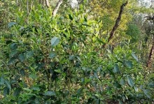 乔木茶属于何种茶？（深度解析乔木茶的类型及功效）