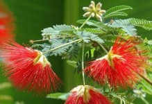 合欢花的种种益处（探究合欢花的神奇功效，为你带来健康和美丽）