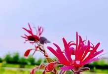 了解松果凤梨的花期与开花次数（一年几次花？开花时间有规律吗？）