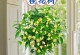 揭秘（香味美妙却潜藏危机，如何安全享受桂花香气？）