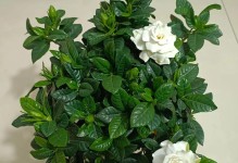 栀子花长黑点的防治方法（保护栀子花健康，远离黑点烦恼！）