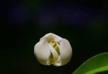樱花到底是单性花还是双性花？（探究樱花的性别特征及繁殖方式）