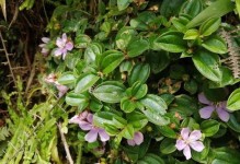 钙果开花特点（一年开几次花？花期长短？如何催花？）