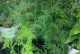 文竹换盆根太长，如何处理？（让文竹健康生长的小技巧）