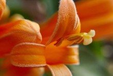 探秘炮仗花的绘画技巧（以炮仗花为主题的绘画方法和技巧）