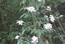 木香的冬天之美（探寻木香冬天落叶的神秘魅力）