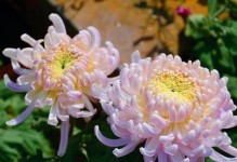 花开寿阳——代表老年人的花花语（用花的语言，诠释老年人的丰富内涵）