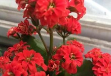 长寿花的阳光需求及适宜生长环境（长寿花的阳光需求及适宜生长环境）