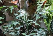 以西番莲的护养指南（了解西番莲的养殖要点，享受繁花盛景）
