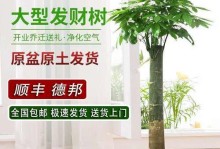 吸财树盆栽该用大盆还是小盆？（如何选择合适的盆栽尺寸？-盆栽/吸财树/节约成本）