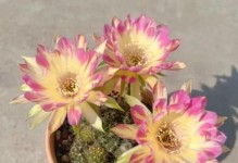 室内养仙人球开花有毒吗？（毒性、养护和注意事项，揭秘仙人球开花的奥秘）