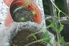 番茄——一种多年生植物的栽培与利用（以品种选择为关键的种植技巧、栽培管理、病虫害防治和食用方法）