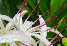 文殊兰的开花时间、花期及生长环境介绍（探究文殊兰的开花规律，了解文殊兰的花期、生长条件及特点）