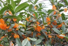 探秘中国文化名花——桂花（桂花的种类、生长环境、功效、文化意义与应用价值）