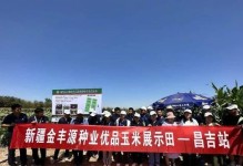 玉米的授粉时间与方式（科学选择授粉时间，提高玉米产量）