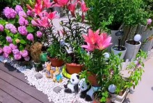 绣球花种植指南（打造绚丽花园的绣球花种植秘籍）